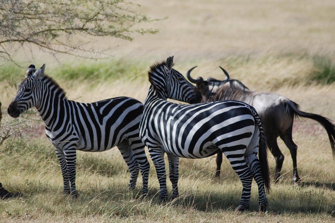 5 Days Tanzania Safari from Mwanza to Arusha - A five-day route from Lake Victoria to northern Tanzania