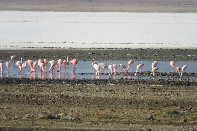5 Days Tanzania Safari from Mwanza to Arusha - Meals, camping, and what the $2,950 covers