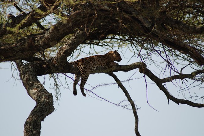 5 Days Tanzania Safari from Mwanza to Arusha - Day 2: A full day around Seronera