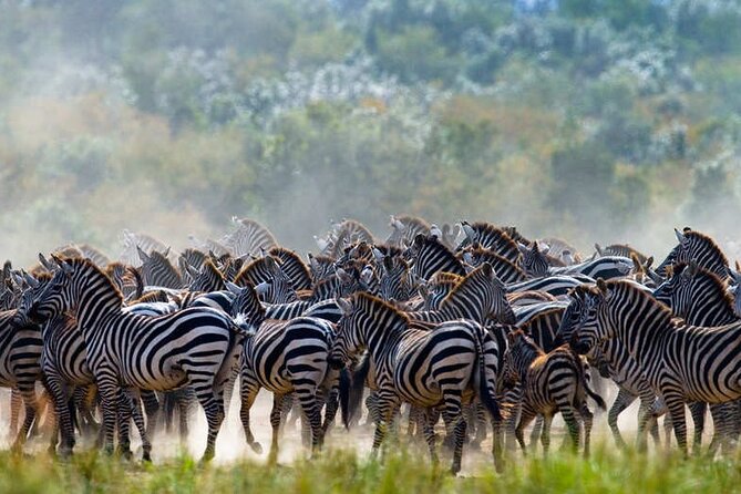 5 Days Tanzania Safari Great Wildebeest Migration - Day Four: Leaving Northern Serengeti for the Crater Rim