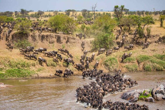 5 Days Tanzania Safari Great Wildebeest Migration - Who Will Get the Most From This Safari