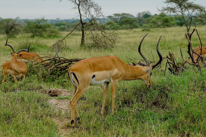 5 Days Tanzania Safari - Migration and Big 5 Safaris - Day 4: Olduvai Gorge and Ngorongoro Crater