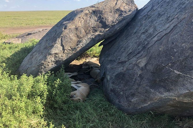 5 Days Tanzania Safari - Migration and Big 5 Safaris - How good is the $3,700 value?