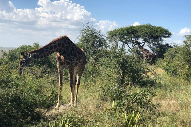 5 Days Tanzania Safari - Migration and Big 5 Safaris - Day 2: The long road into central Serengeti