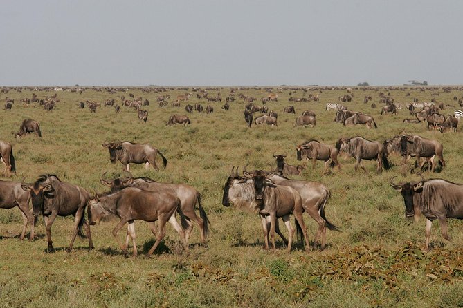 5 Days Tanzania Safari- Tarangire Np, Serengeti Np and Ngorongoro Crater - Arusha arrival and a calm start at 1,400 meters