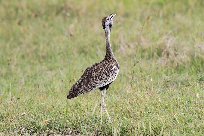 5 Days Tanzania Safari- Tarangire Np, Serengeti Np and Ngorongoro Crater - Leaving Serengeti for the Ngorongoro highlands
