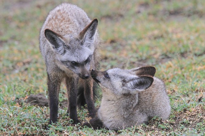 5 Days Tanzania Safari- Tarangire Np, Serengeti Np and Ngorongoro Crater - Ngorongoro Crater, a compact wildlife world