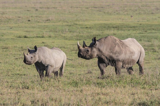 5 Days Tanzania Safari- Tarangire Np, Serengeti Np and Ngorongoro Crater - Tarangire and Lake Manyara need confirmation