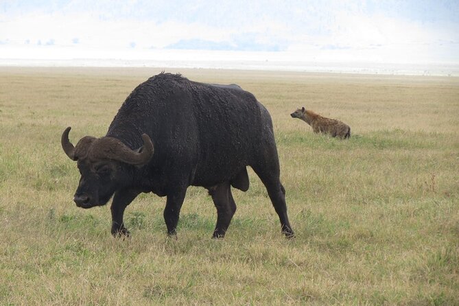 5 Days Tanzania Wildlife Safari Private Tour - Tarangire saves a memorable elephant day for last