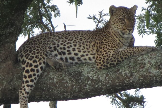 5 Days Tanzania Wildlife Safari Private Tour - What the private format is really worth