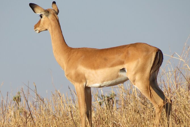5 Days Tanzania Wildlife Safari Private Tour - Meals, transport, and daily comfort