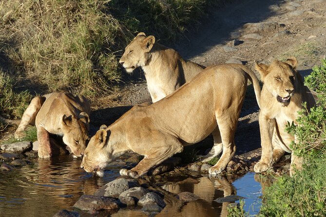 5 Days Tanzania Wildlife Safari Private Tour - Who will get the most from this safari