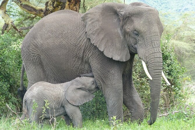 5 Days Tanzania Wildlife Safari Private Tour - Ngorongoro Crater is the trip’s dramatic center
