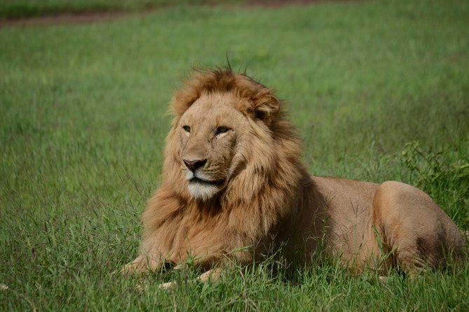 5 Days Tarangire ,Serengeti.Ngorongoro and Lake manyara - Four parks, one practical camping plan