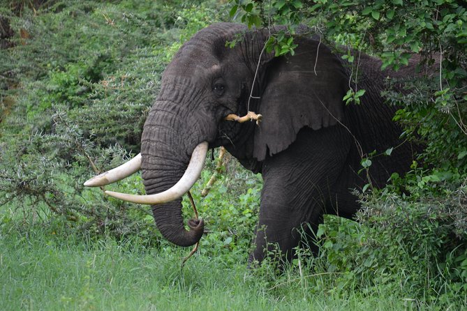 5 Days Tarangire ,Serengeti.Ngorongoro and Lake manyara - What the $1,270 price really covers