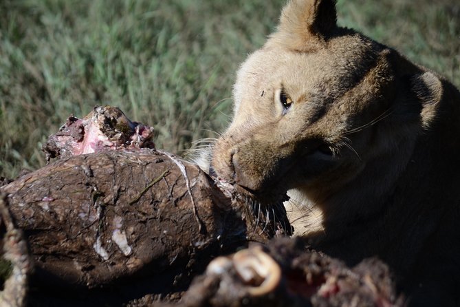 5 Days Tarangire ,Serengeti.Ngorongoro and Lake manyara - Day 3: A long morning in Seronera