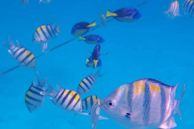 5-Hour Snorkeling, Swimming with Dolphins and Sea Turtles Aquarium - Key points to know before booking