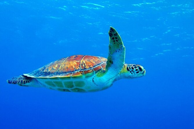 5-Hour Snorkeling, Swimming with Dolphins and Sea Turtles Aquarium - The sandbank picnic gives you a proper pause