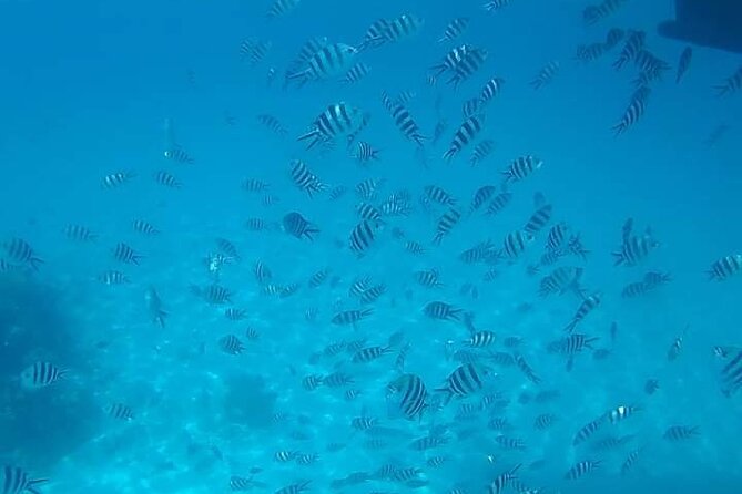 5-Hour Snorkeling, Swimming with Dolphins and Sea Turtles Aquarium - The turtle lagoon is a strong finish