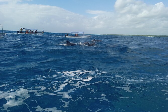 5-Hour Snorkeling, Swimming with Dolphins and Sea Turtles Aquarium - Guides, group size, and the feel of the outing