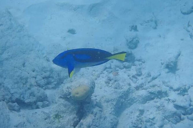 5-Hour Snorkeling, Swimming with Dolphins and Sea Turtles Aquarium - Is $60 a fair price?