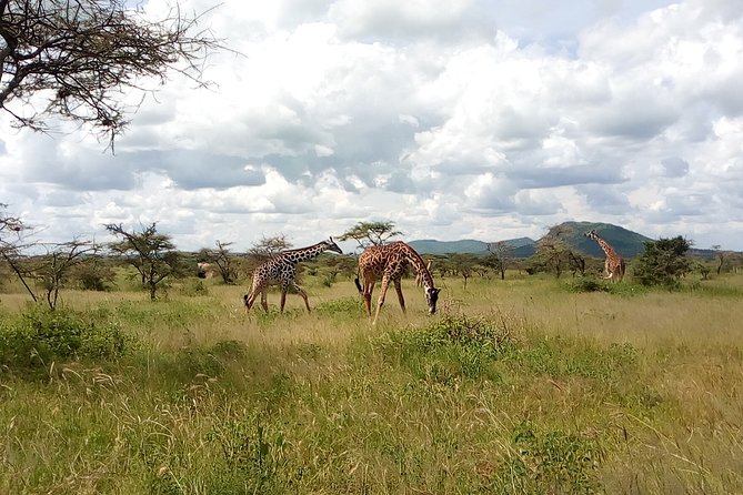 5Days Family _Group Tour Lodging Mid-Range in the Jungle - Day 2: Crossing the highlands into the Serengeti