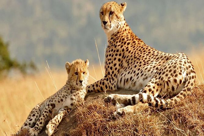 5days Tanzania Safari lodge and camping Serengeti, Tarangire & Ngorongoro Crater - Day 3: The long road to the Serengeti