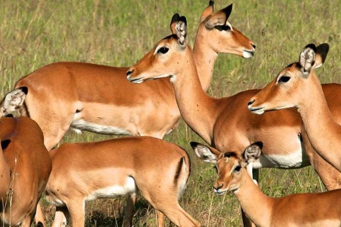 5days Tanzania Safari lodge and camping Serengeti, Tarangire & Ngorongoro Crater - Day 5: Into Ngorongoro Crater and back to Arusha