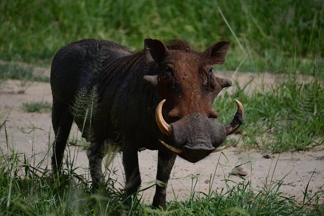 5days Tanzania Safari lodge and camping Serengeti, Tarangire & Ngorongoro Crater - The guide can shape the whole safari