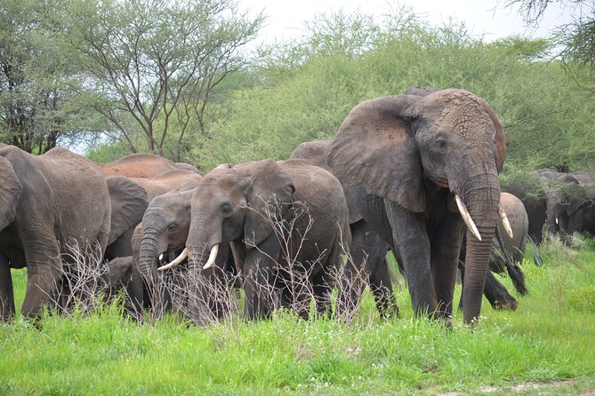 5days Tanzania Safari lodge and camping Serengeti, Tarangire & Ngorongoro Crater - Day 2: Lake Manyara’s forest and alkaline lake