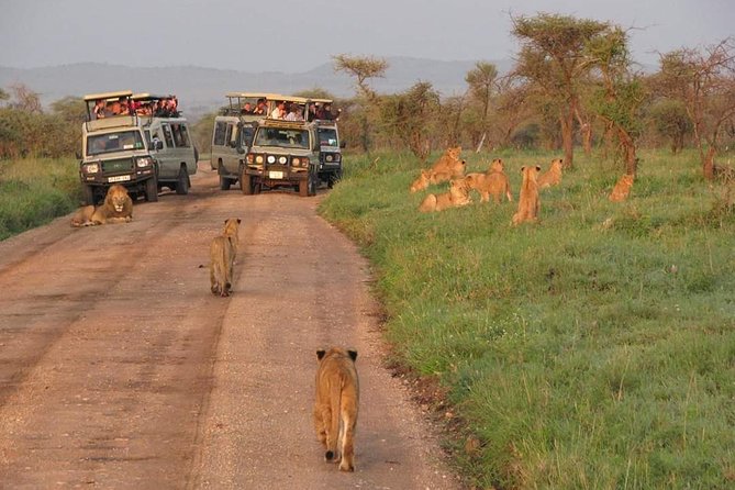 5days Tarangire,Serengeti,ngorongoro Crater and Lake Manyara National park - Day three: a cold sunrise in the heart of the Serengeti