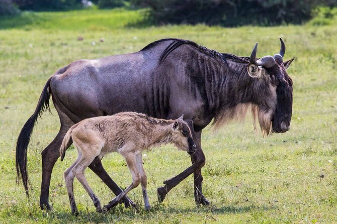 6- Day Adventure Lodge safari to see Migration - What $2,100 buys you on this Tanzania safari