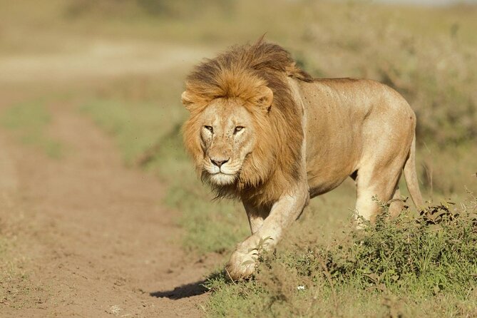 6- Day Adventure Lodge safari to see Migration - Day 3: A full Serengeti day from sunrise to sunset