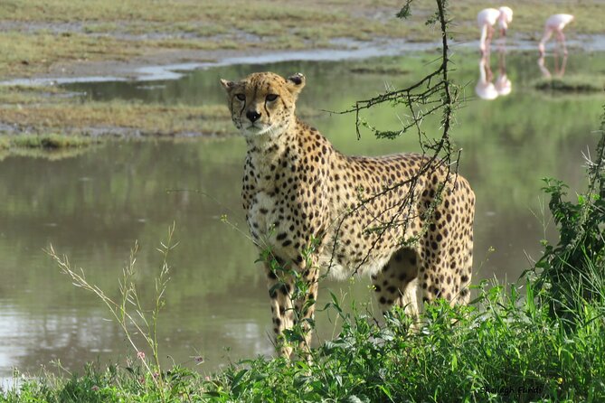 6- Day Adventure Lodge safari to see Migration - Day 4: Searching for a Mara River crossing near Kogatende