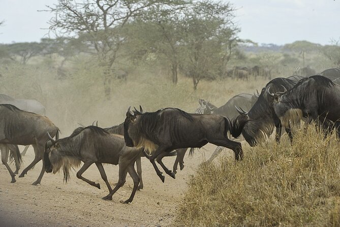 6- Day Adventure Lodge safari to see Migration - Day 5: From northern Serengeti to the Ngorongoro rim