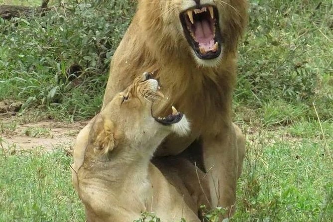 6- Day Adventure Lodge safari to see Migration - Day 6: The Ngorongoro Crater floor and the return to Arusha