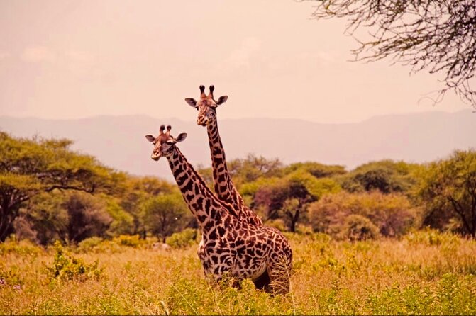 6-Day Big Five Magic Safari Tour - Day five: Ngorongoro and the search for black rhino