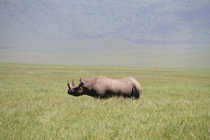 6-Day Big Five Magic Safari Tour - Day six: Lake Manyara’s compact wildlife circuit