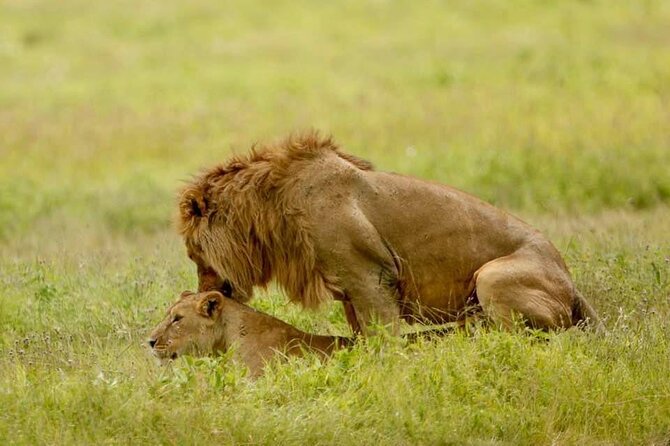 6-Day Big Five Magic Safari Tour - Guides, language, and the human side of the trip