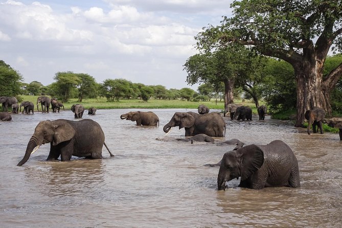 6-Day Budget Lodge Safari in Tanzania - Day 5: A final Serengeti drive before Ngorongoro