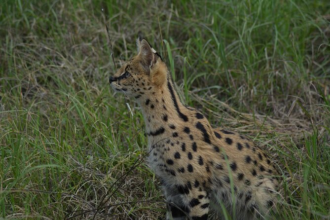 6-Day Essence of Serengeti & Ngorongoro Migration Safari - What this six-day safari is really about