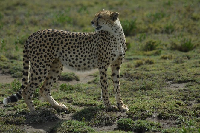 6-Day Essence of Serengeti & Ngorongoro Migration Safari - Days 2 to 4: Three different looks at Serengeti wildlife
