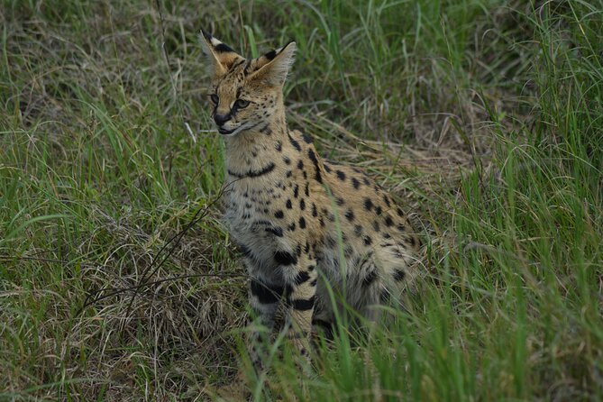6-Day Essence of Serengeti & Ngorongoro Migration Safari - Day 6: Wildlife in Ngorongoro Crater