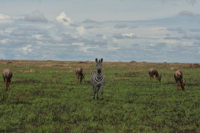 6-Day Essence of Serengeti & Ngorongoro Migration Safari - Tarangire and Lake Manyara need clarification