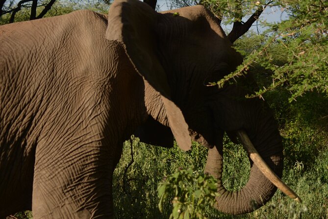 6-Day Essence of Serengeti & Ngorongoro Migration Safari - Day 1: From Arusha to the Serengeti