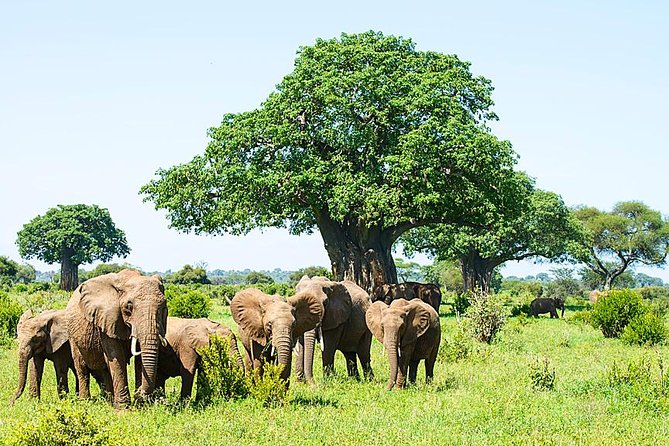 6 Day Group Camping Safari Tarangire Serengeti Ngorongoro Manyara - Why this six-day route works for a budget safari