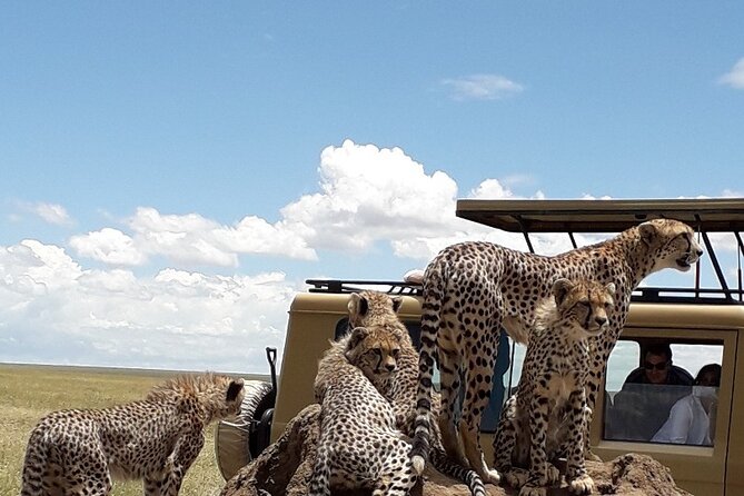 6 Day Group Camping Safari Tarangire Serengeti Ngorongoro Manyara - Day one: Tarangire’s elephants and baobab country