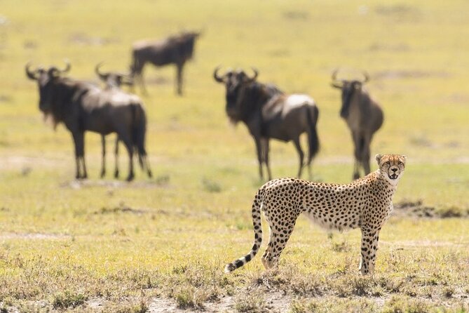 6-Day Honeymoon Safari Tour Package in Tanzania - Day 2: Tarangire’s elephants beneath the baobabs