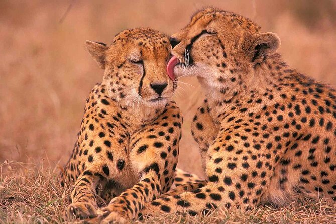 6-Day Honeymoon Safari Tour Package in Tanzania - What the private format really gives you