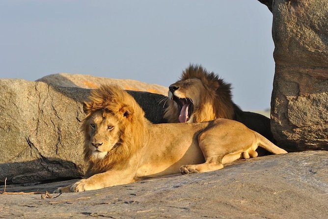 6 Day: Magnificent Wildlife Adventure - Key points to know before booking